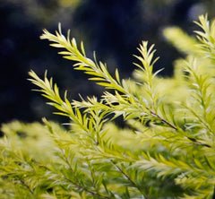 Tea tree